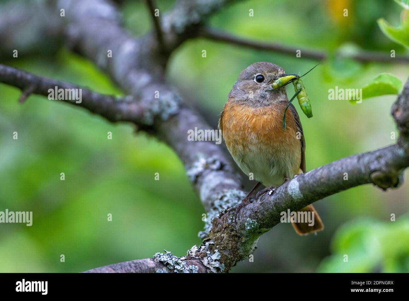 Gartenrotschwanz (Phoenicurus phoenicurus) Weibchen Stock Photo