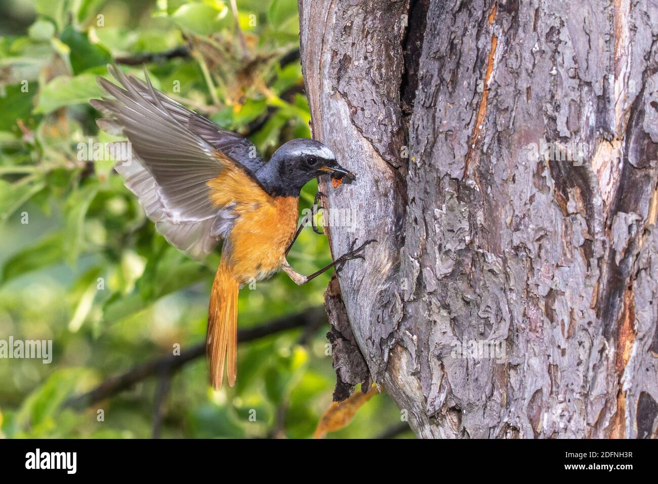Gartenrotschwanz (Phoenicurus phoenicurus) Männchen Stock Photo