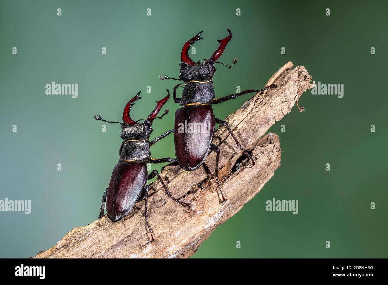 Hirschkäfer (Lucanus cervus) Männchen, Drohgebärden Stock Photo