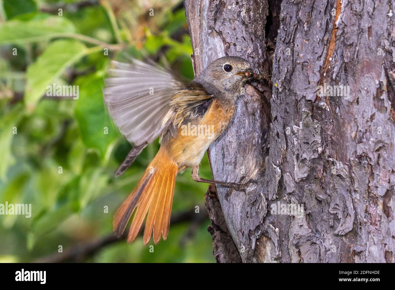 Gartenrotschwanz (Phoenicurus phoenicurus) Weibchen Stock Photo