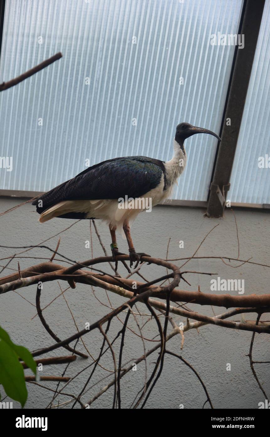 The black-headed ibis or Threskiornis melanocephalus Stock Photo