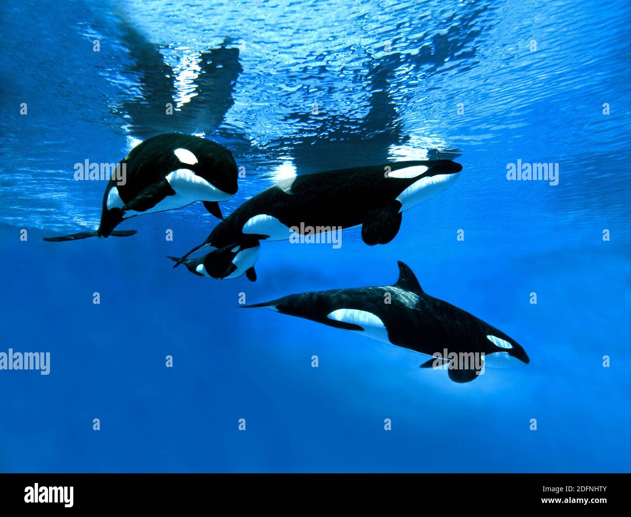 Killer Whale, orcinus orca, Group with Female and Calf Stock Photo - Alamy