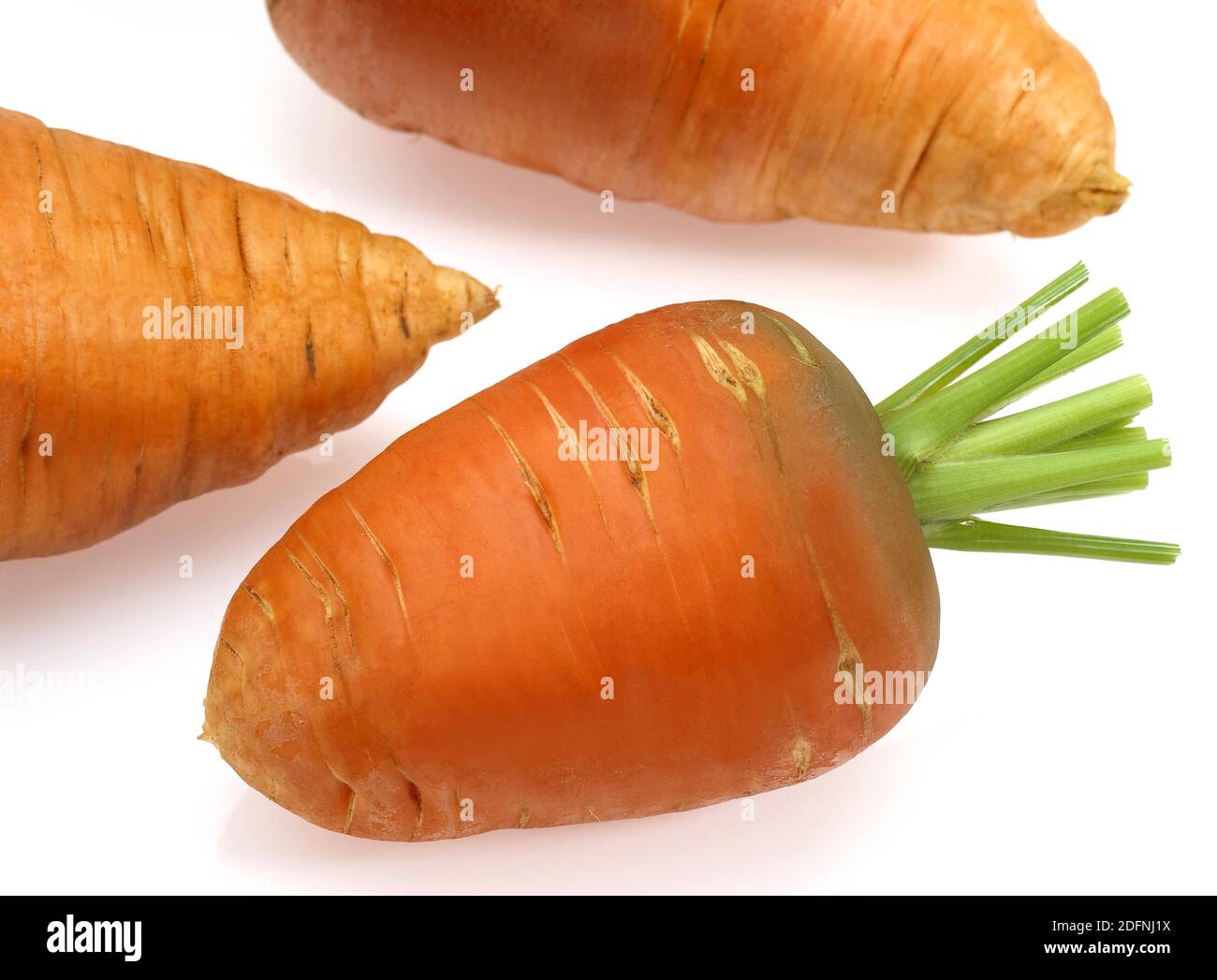 Carrot, daucus carota, Vegetable against White Background Stock Photo ...