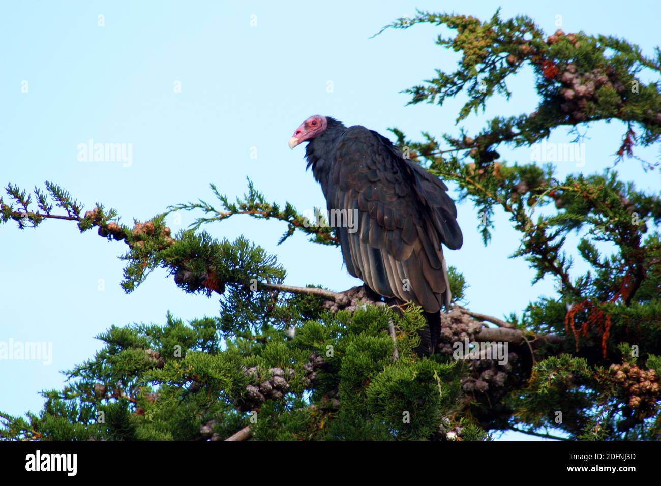 Vulture dress hires stock photography and images Alamy