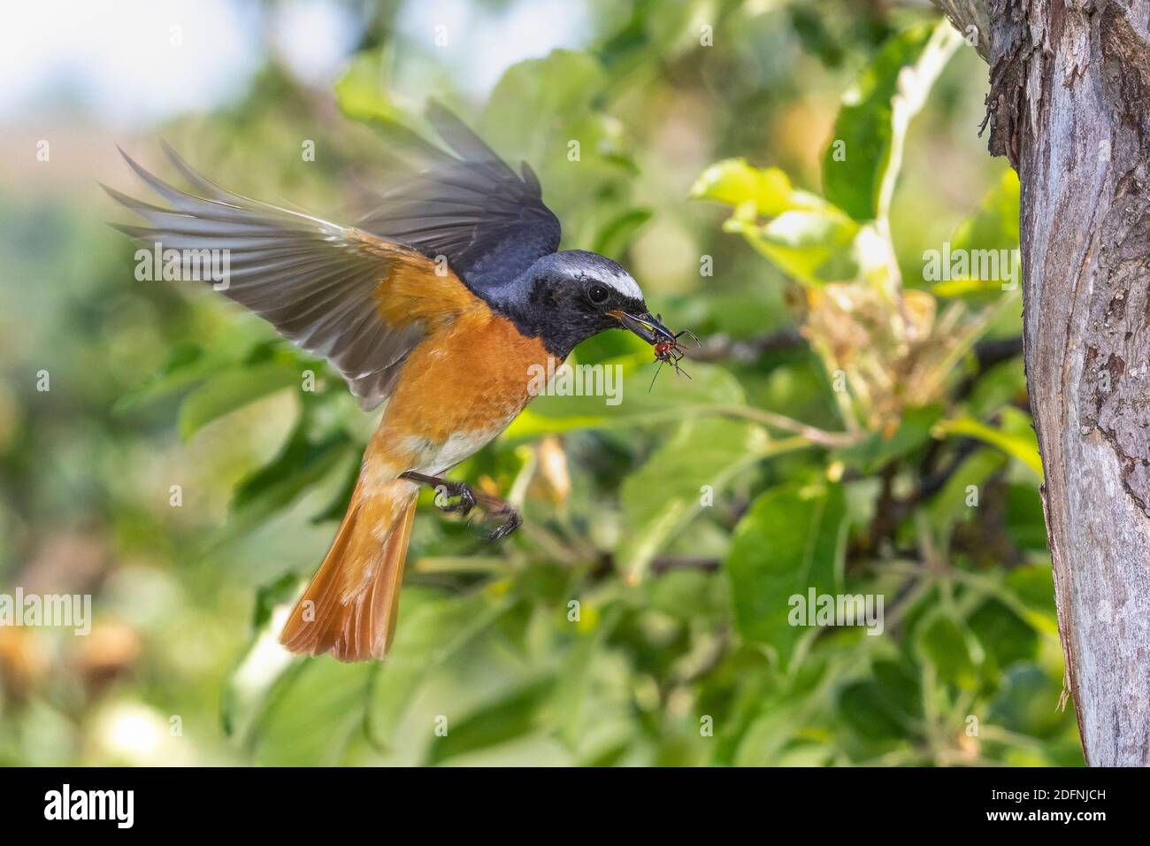 Gartenrotschwanz (Phoenicurus phoenicurus) Männchen Stock Photo