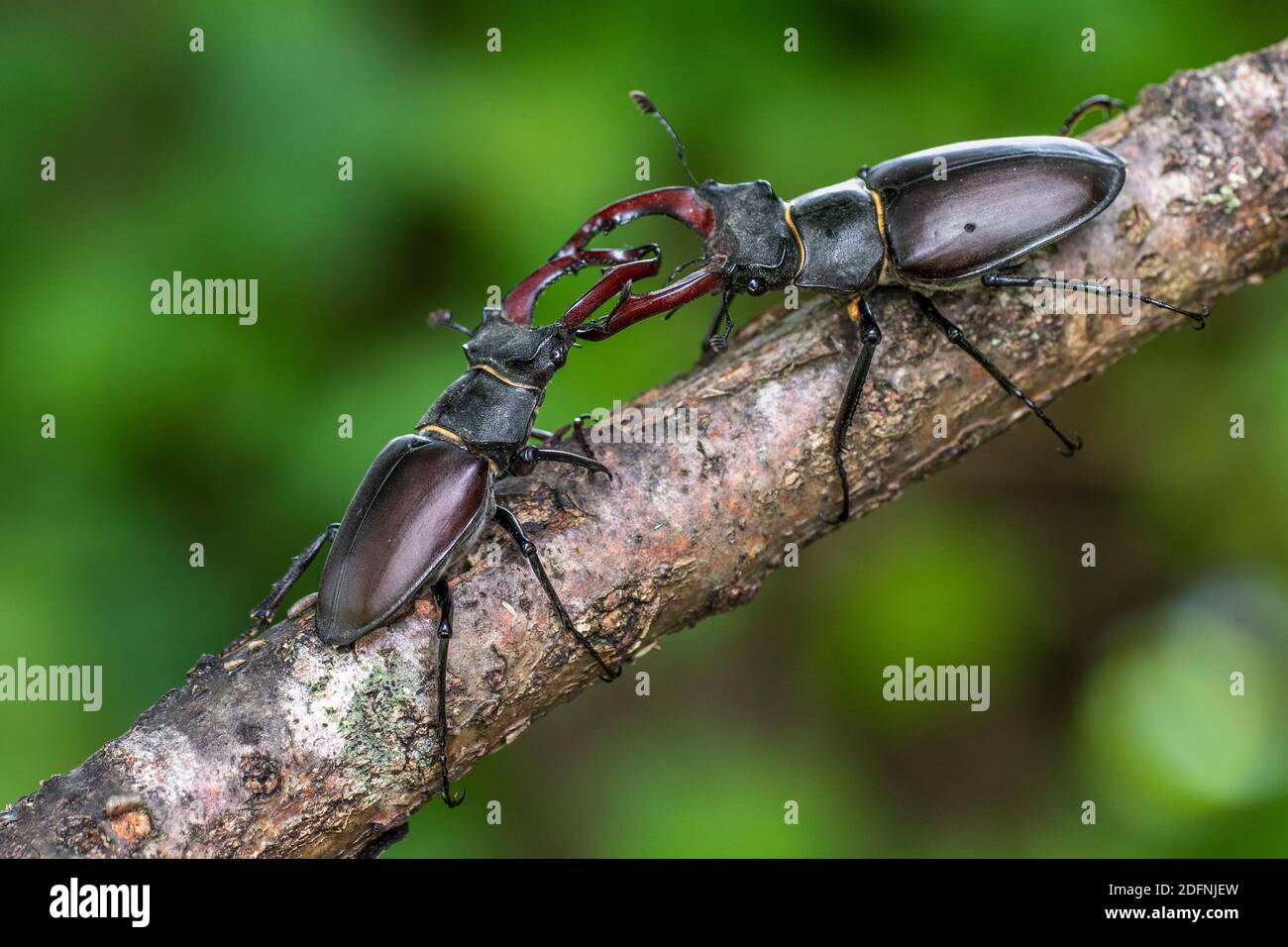 Hirschkäfer (Lucanus cervus) Männchen, Drohgebärden Stock Photo