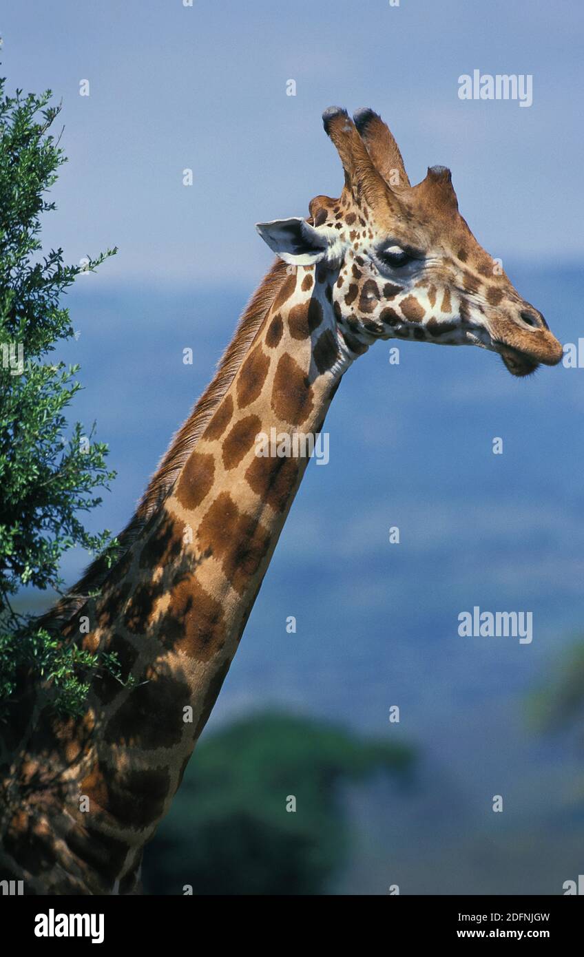 Rothschild's Giraffe, giraffa camelopardalis rothschildi, Head of Adult ...