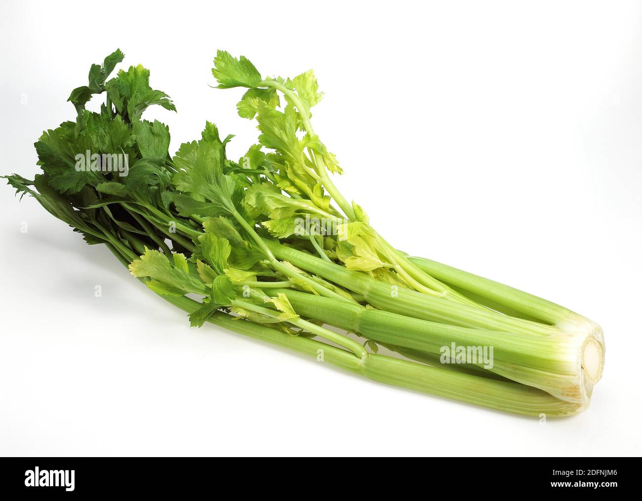 Celery, apium graveolens dulce, Vegetable against White Background