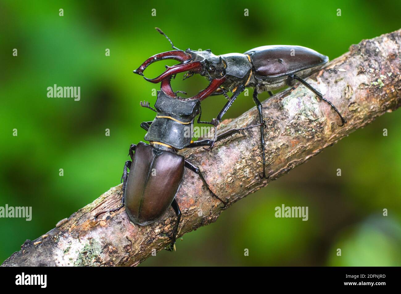 Hirschkäfer (Lucanus cervus) Männchen, Drohgebärden Stock Photo