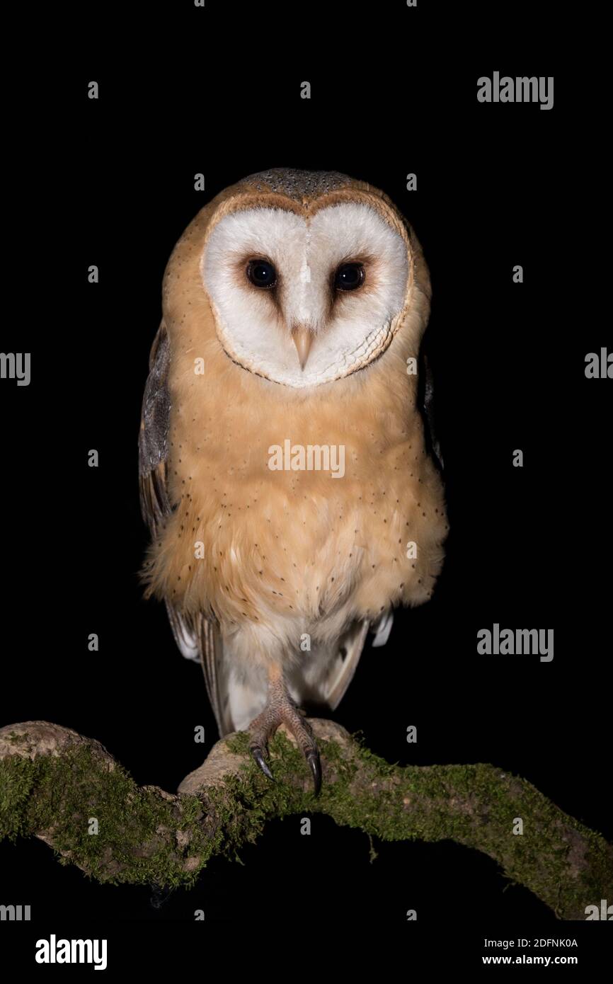 Nocturnal portrait of Barn owl (Tyto alba guttata) Stock Photo