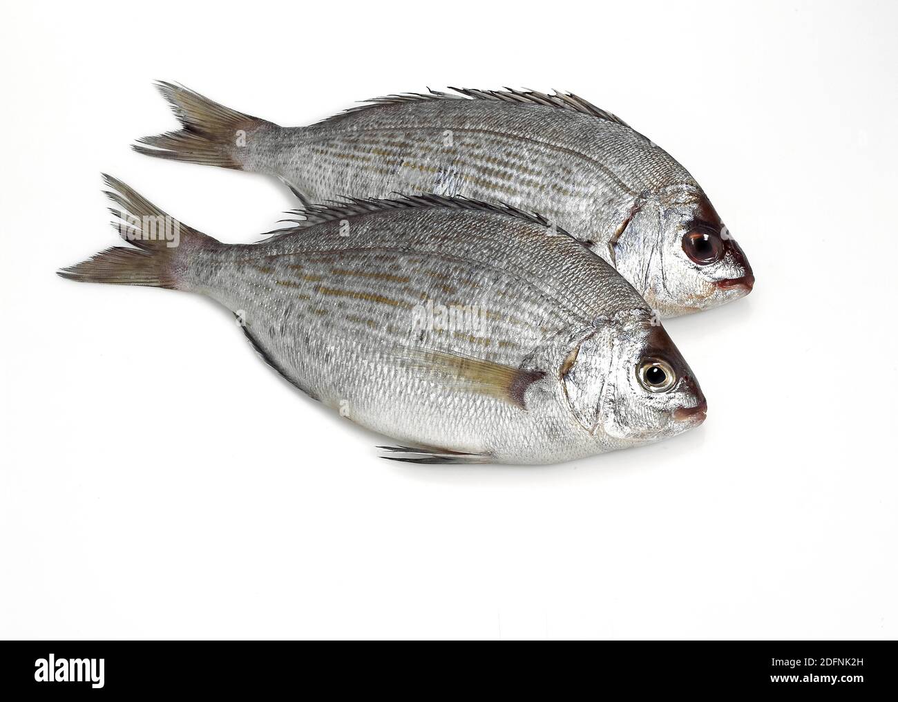 Grey Sea Bream, spondyliosoma cantharus, Fresh Fish against White Background Stock Photo