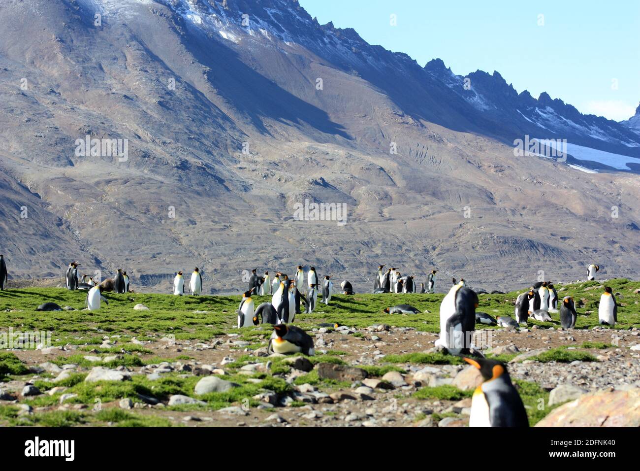 King penguins breeding colony in Fortuna Bay, South Georgia Island ...