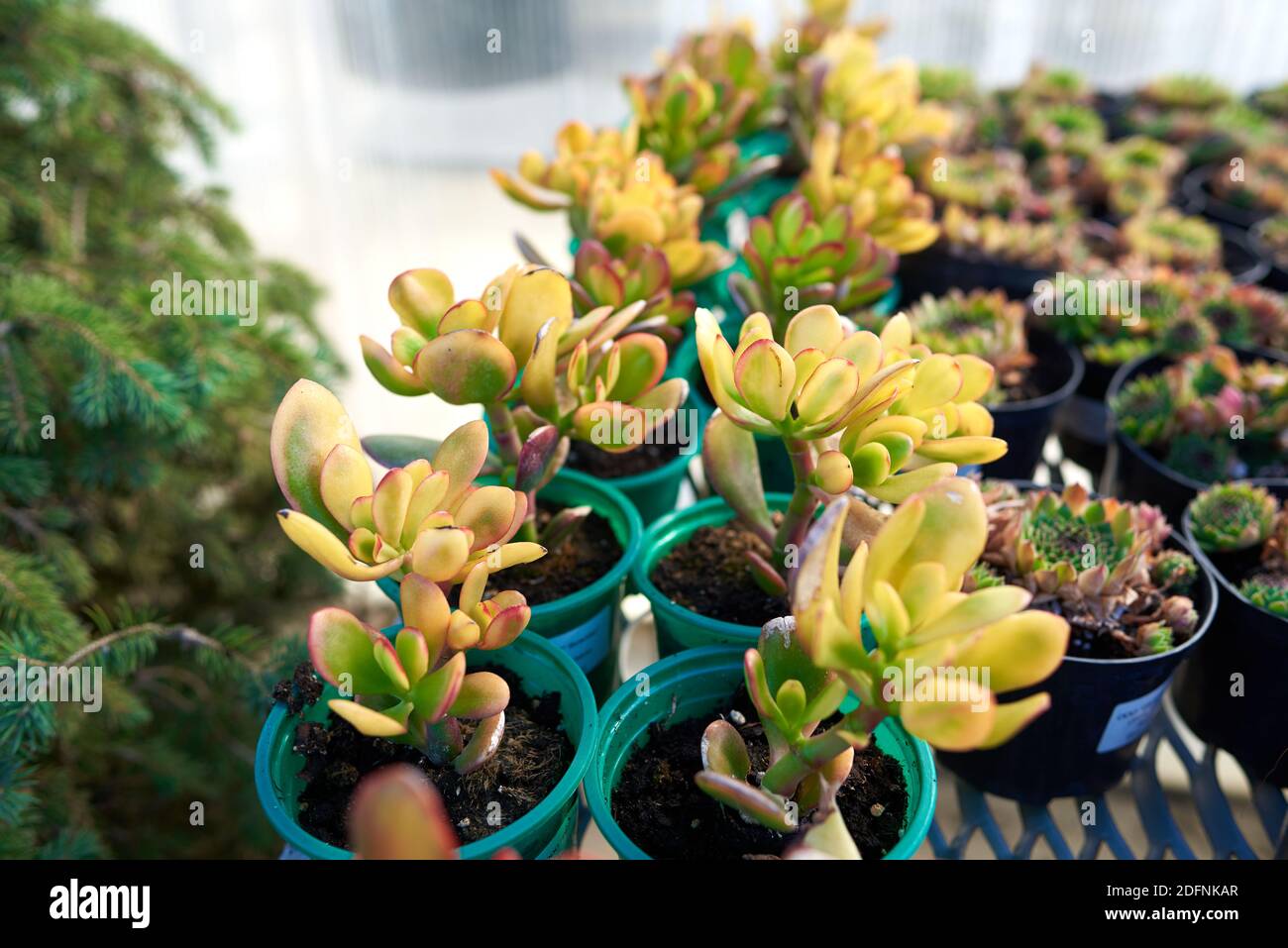 Succulents in pots soil hi-res stock photography and images - Alamy