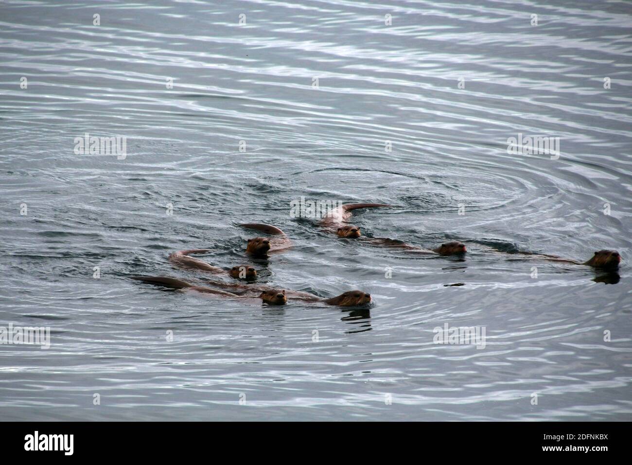 Sea otter fishing as a group, Alaska Stock Photo - Alamy