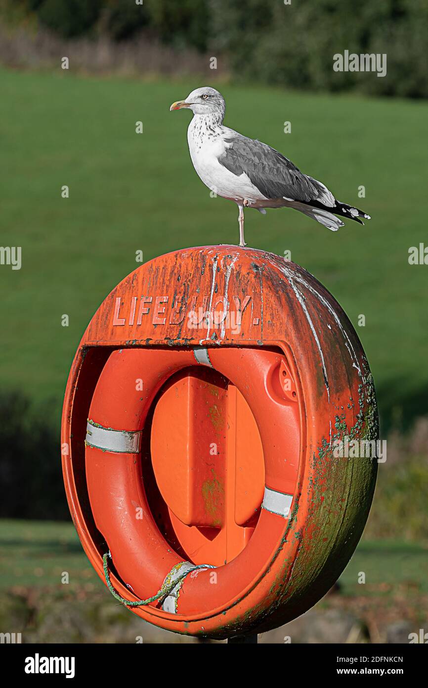 A herring gull standing on one leg is perched on the top of a lifebuoy which is covered in droppings and green algae Stock Photo