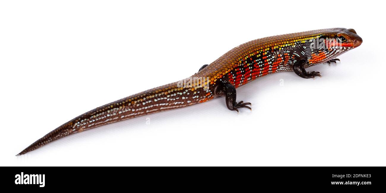 Top view of vivid colored adult Fire skink aka Lepidothyris fernandija, showing back. Isolated on white background. Stock Photo