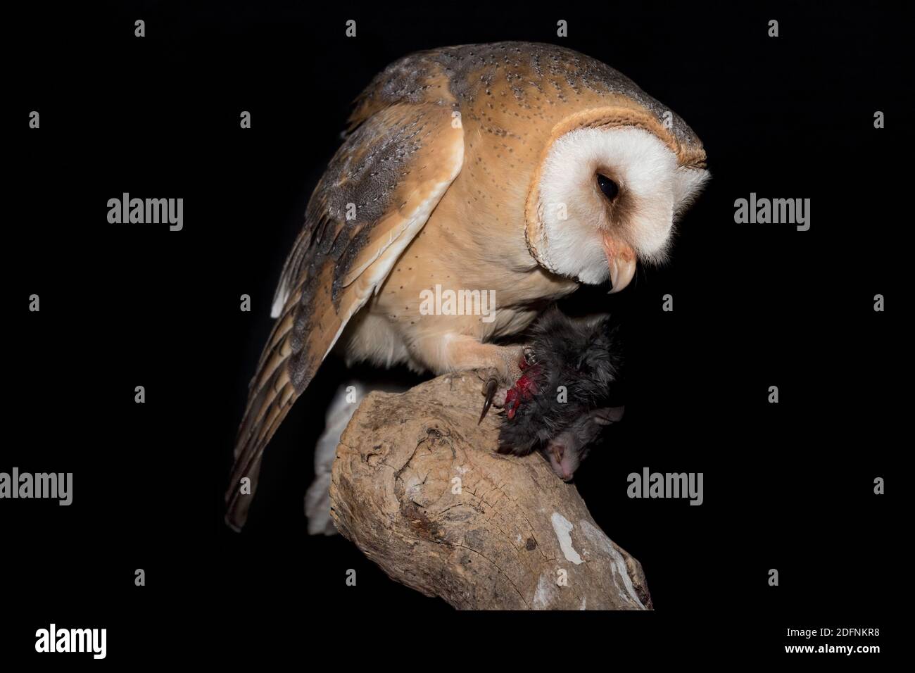 Portrait of Barn owl with mouse in the claw (Tyto alba) Stock Photo