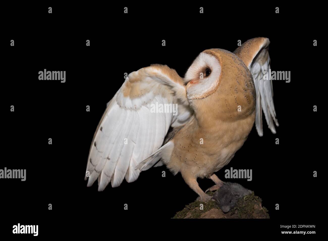 Barn owl protects its prey (Tyto alba) Stock Photo