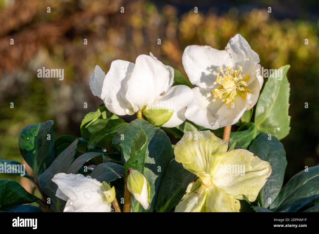 The Christmas rose, Helleborus niger is also called snow rose or hellebore and inspires in winter with its elegant white flowers. Stock Photo
