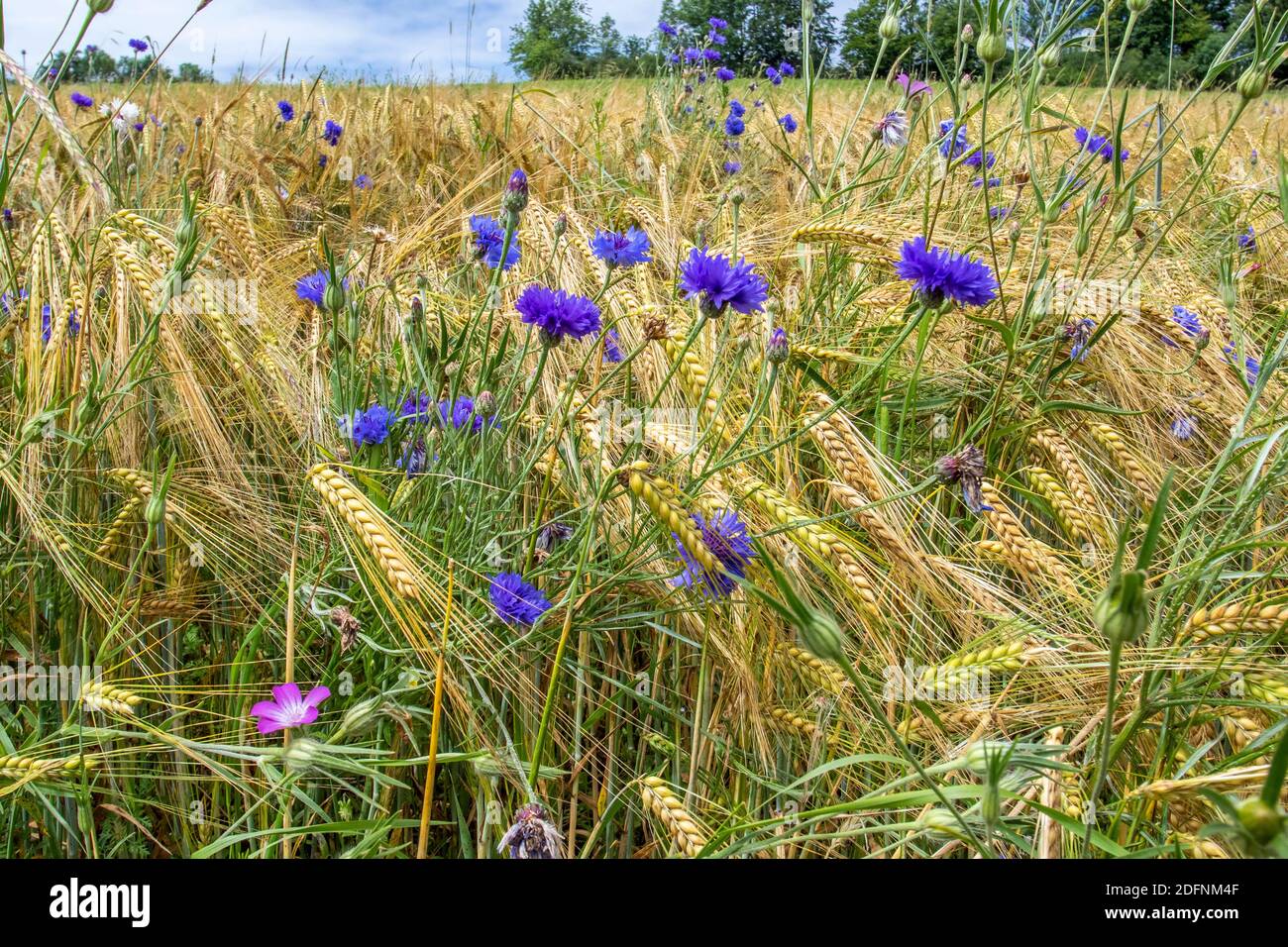 Kornnblumen (Centaurea cyanus) im Weizenfeld Stock Photo