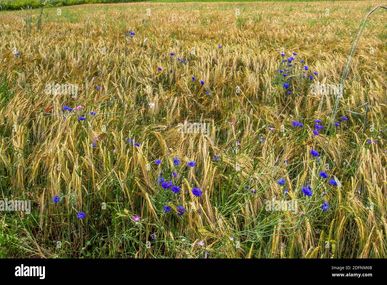 Kornnblumen (Centaurea cyanus) im Weizenfeld Stock Photo
