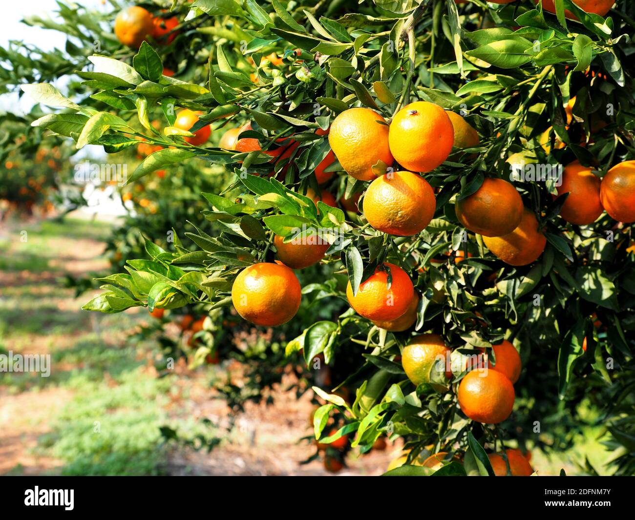 Tangerines on a citrus plantation on a sunny day. Stock Photo