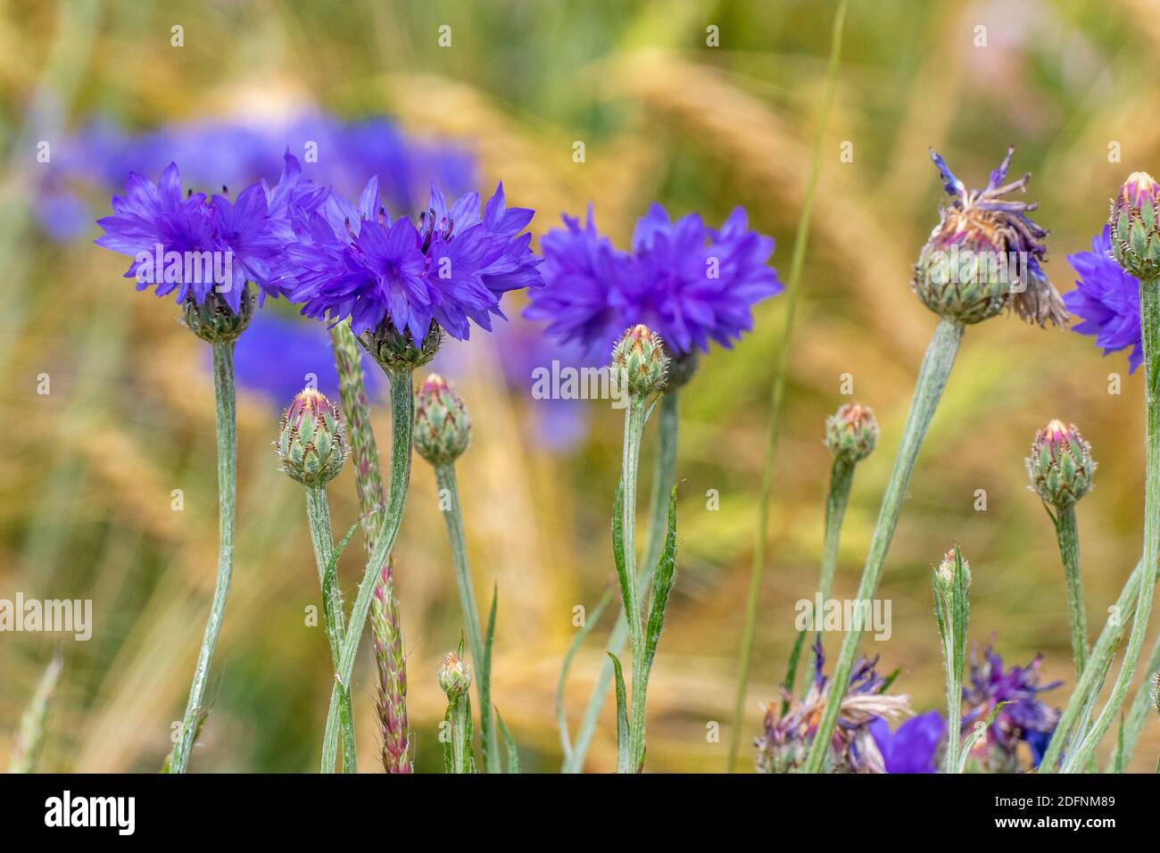 Kornnblume (Centaurea cyanus) Stock Photo