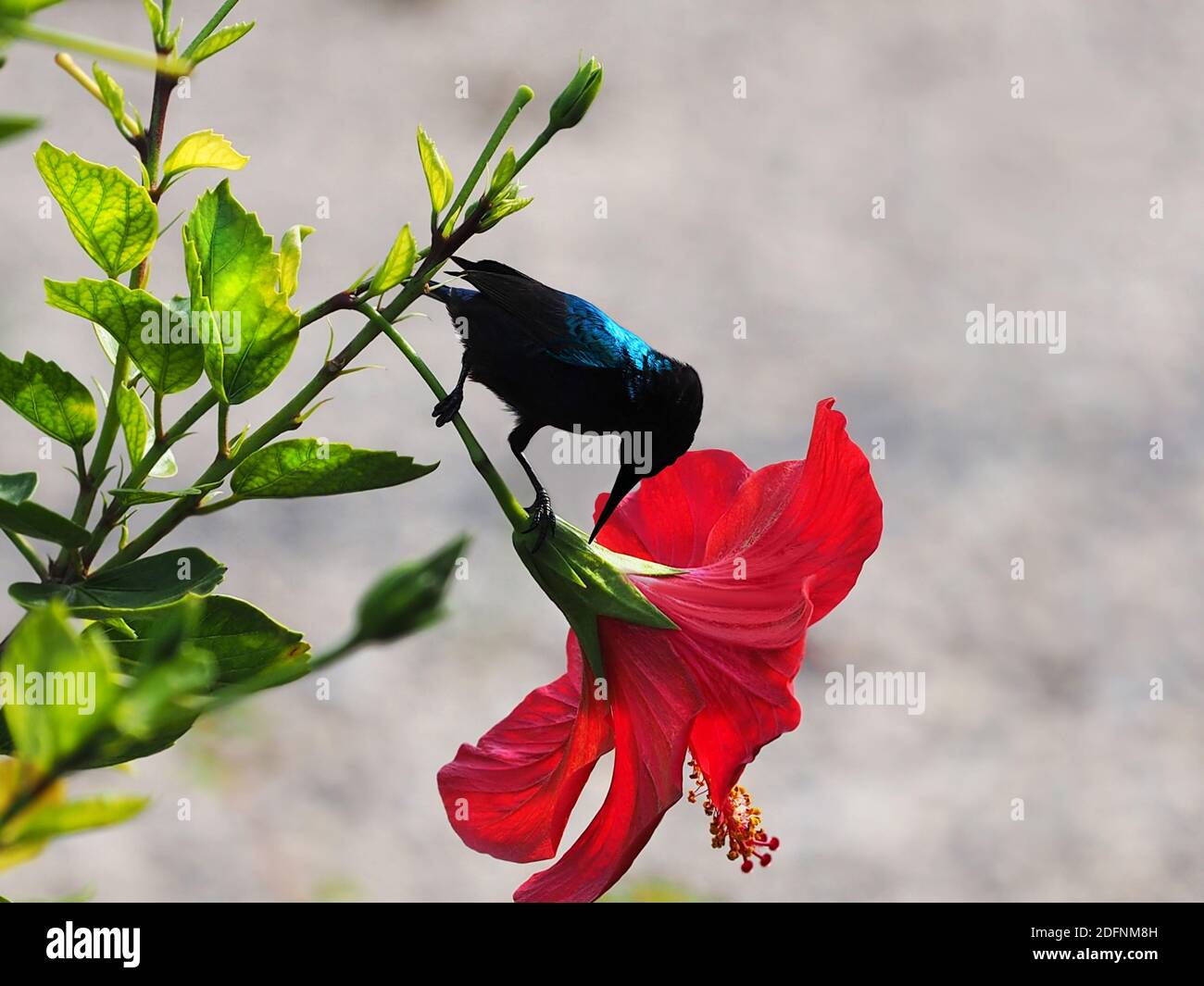 The Palestine sunbird is a small passerine bird of the sunbird family. Stock Photo