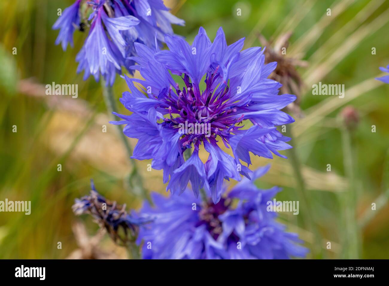 Kornnblume (Centaurea cyanus) Stock Photo