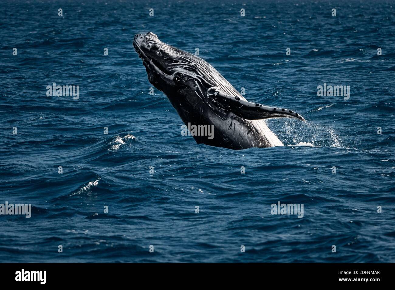 Young Humpback Whale breaching out of the blue Pacific Ocean. Stock Photo