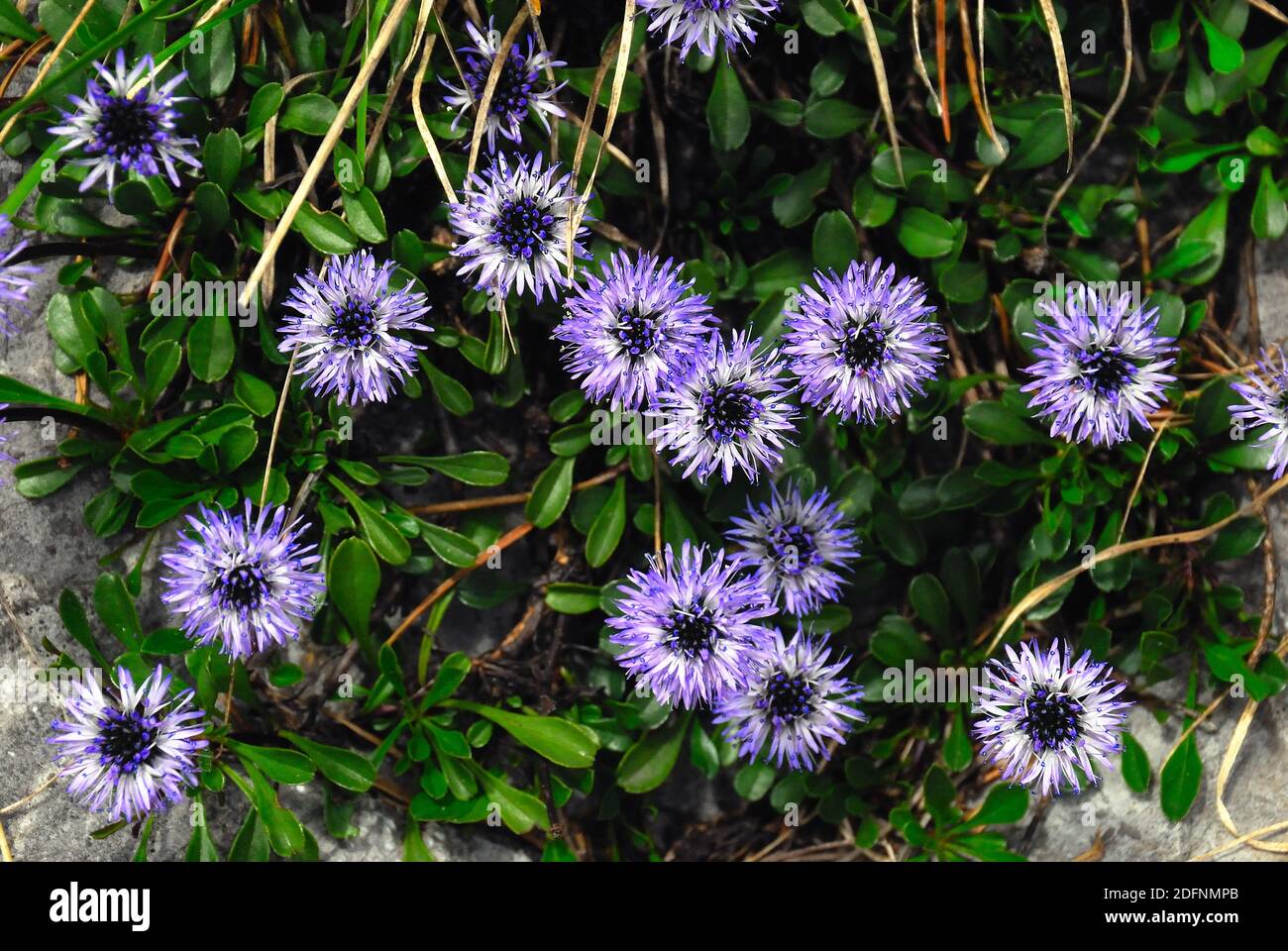 Carnic Apls, Volaia pass. during WWI it was the scene of bloody battles from Italian and Austro-Hungarian armies. Flowers of Globularia nudicaulis or Vedovella alpina. Stock Photo