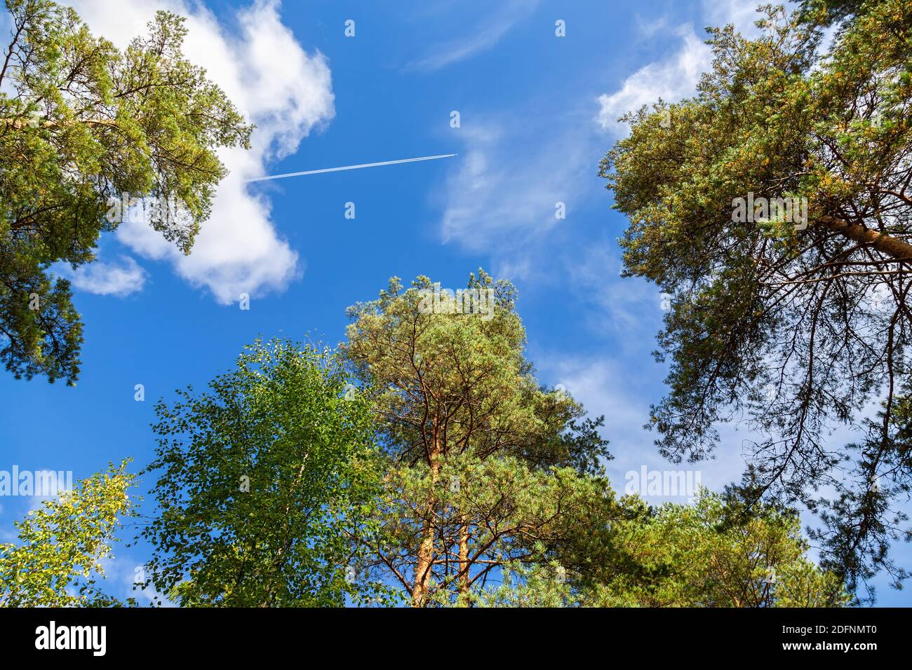 Crowns of tall pine trees against a blue sky with a flying plane Stock ...