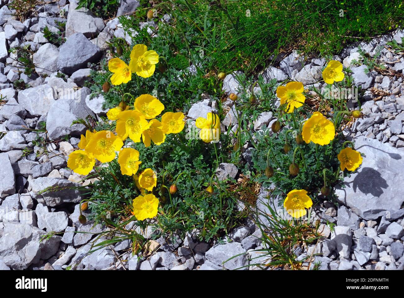 Carnic Apls, Volaia pass.  during WWI it was the scene of bloody battles from Italian and Austro-Hungarian armies. Ranunculus auricomus along the path. Stock Photo