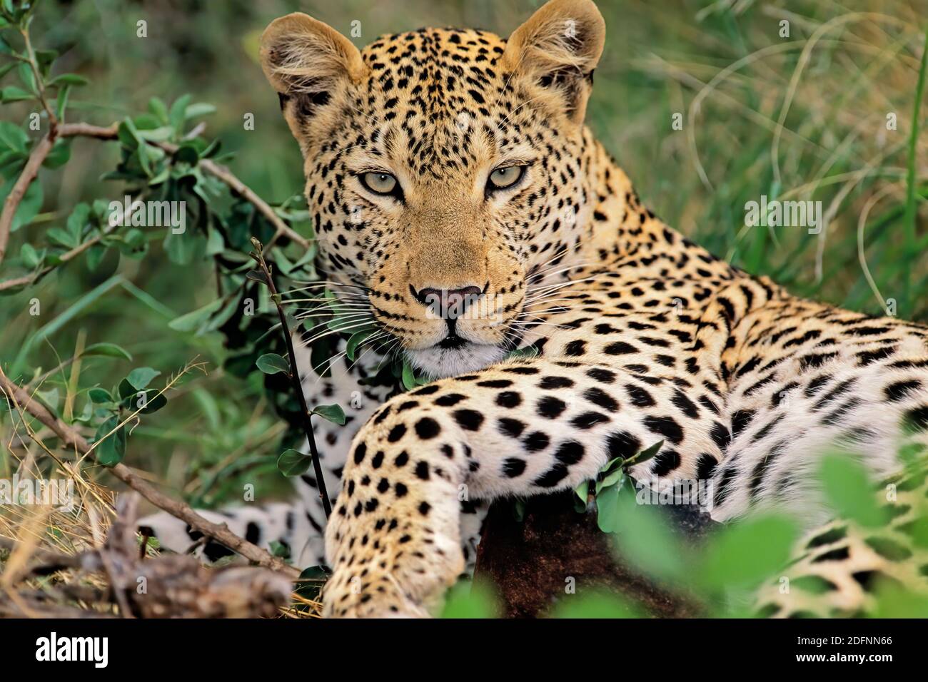 A leopard (Panthera pardus) resting in natural habitat, South Africa Stock Photo