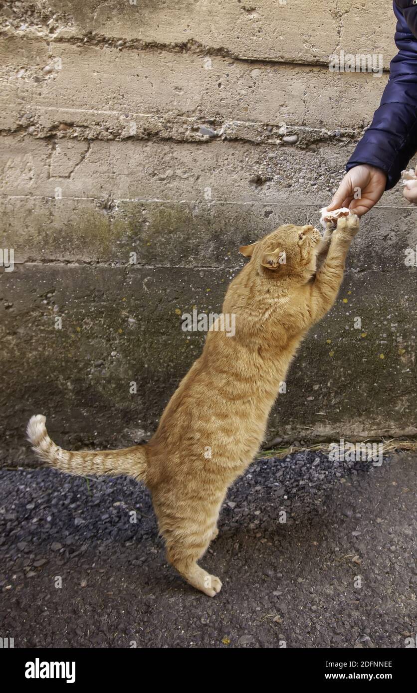 Cat catching food in person's hand, feeding animals, mammals Stock Photo