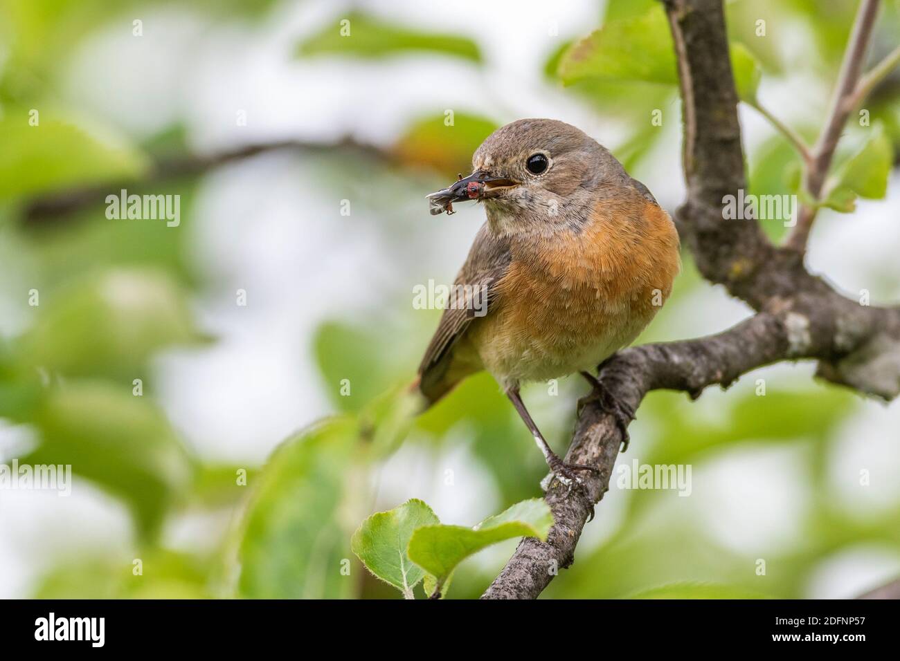 Gartenrotschwanz (Phoenicurus phoenicurus) Weibchen Stock Photo