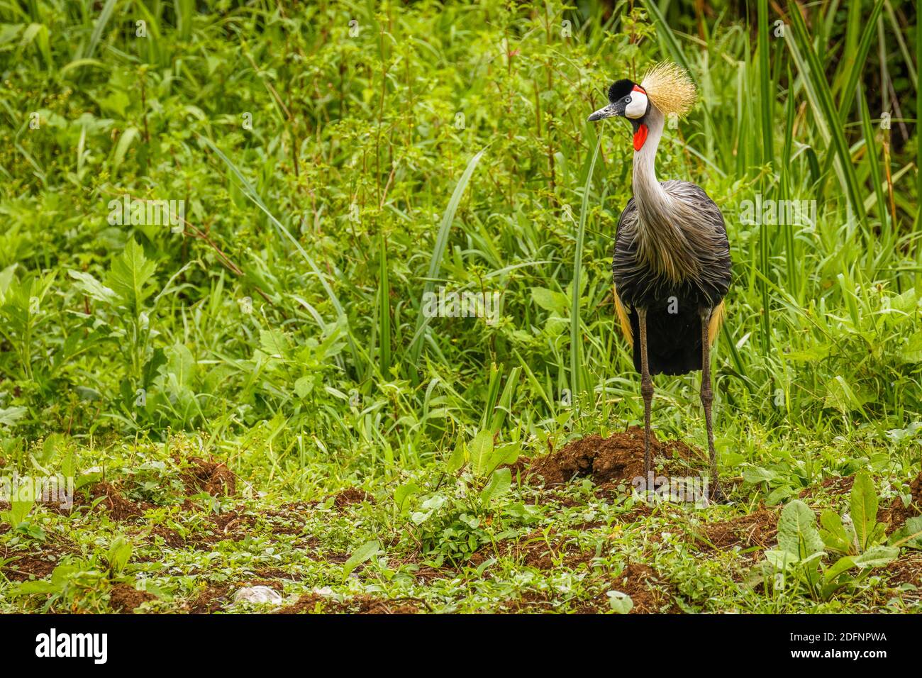 Portrait of Grey crowned crane ( Balearica regulorum), african bird with crown of stiff golden feathers., Uganda. Stock Photo