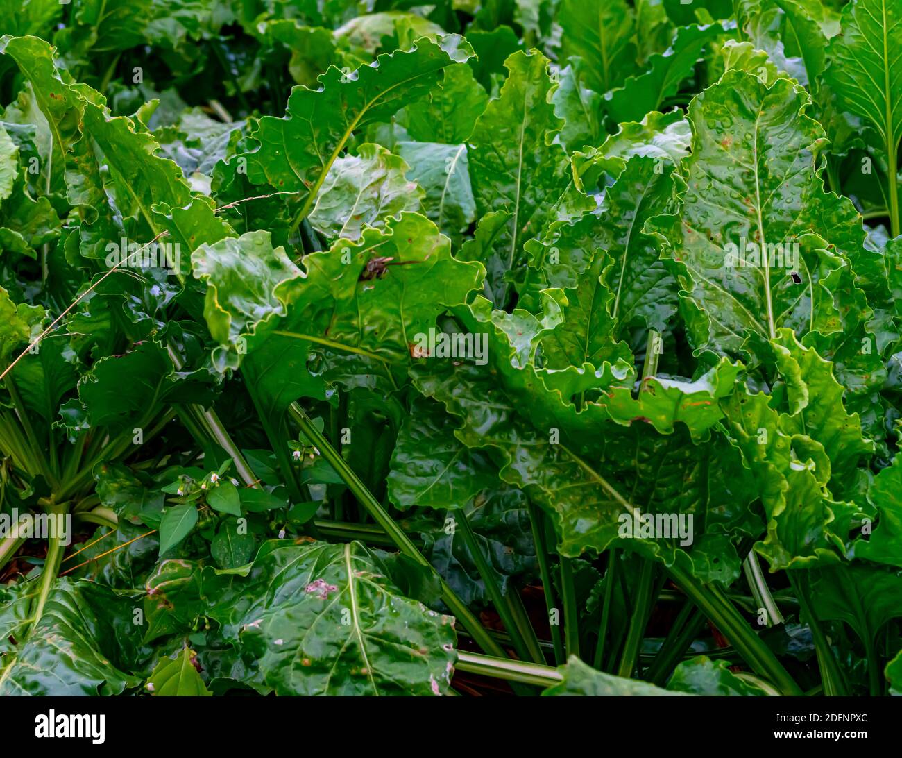 Sugar beet plants on a field, ready for harvest.  Stock Photo