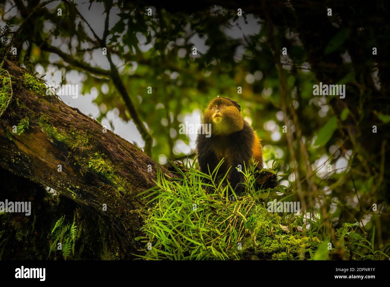 Wild and very rare golden monkey ( Cercopithecus kandti) in the rainforest. Unique and endangered animal close up in nature habitat. Stock Photo