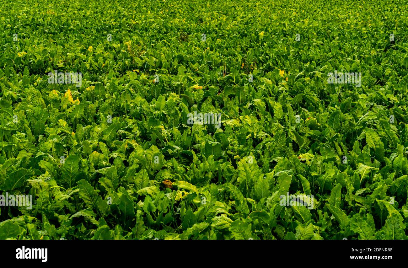 Sugar beet plants on a field, ready for harvest.  Stock Photo