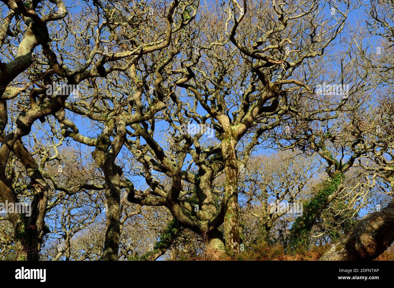 Twisted gnarled oak tree and branches Ancient oak woodlands of Lawrenny Pembrokeshire Wales UK against blue winter sky Stock Photo