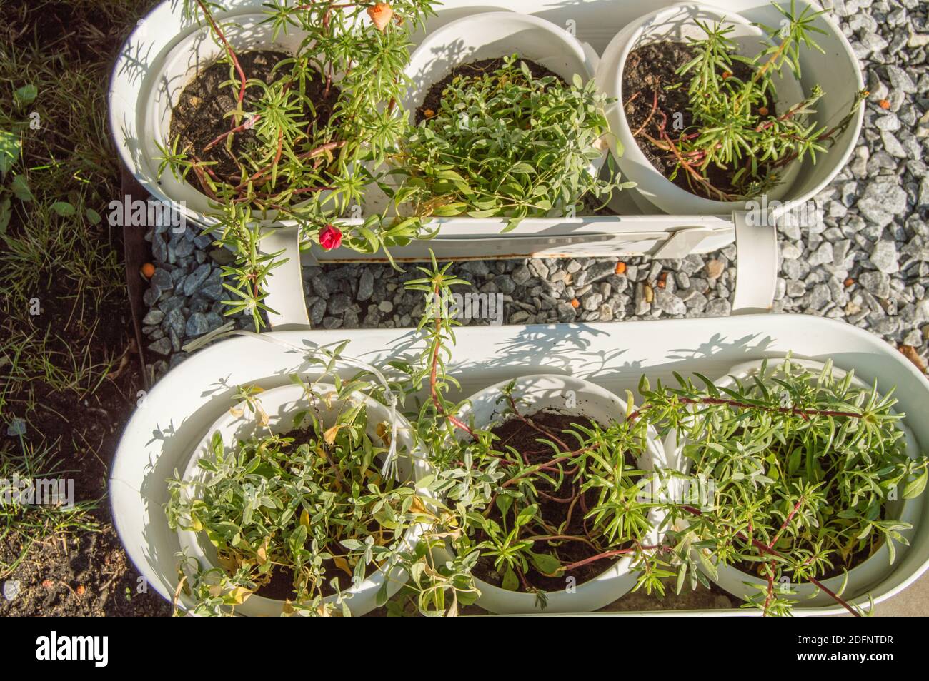 Top view of round flower pots with small flower plants, outdoors, in