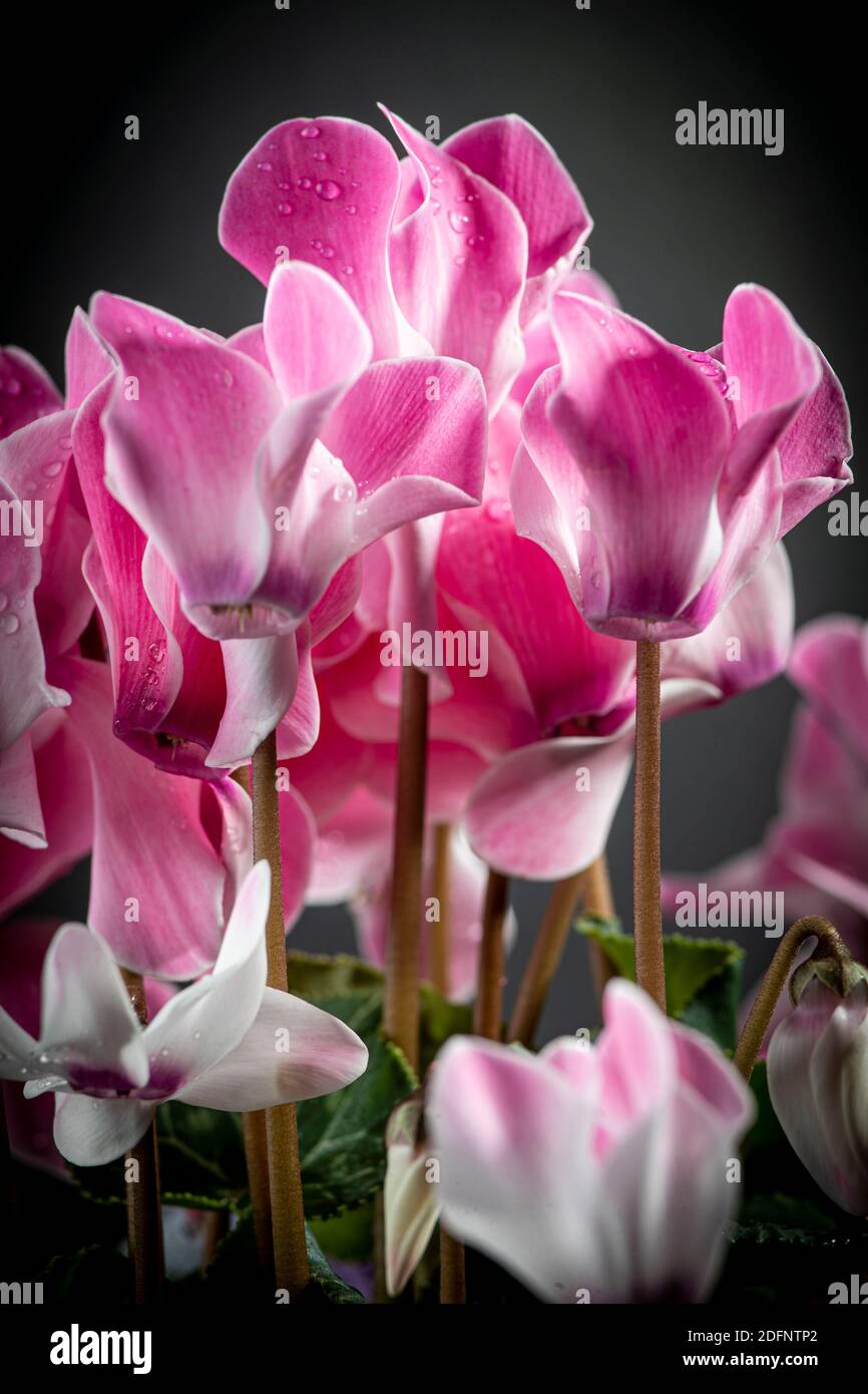 Cyclamen flowers with raindrops. Black background. Stock Photo
