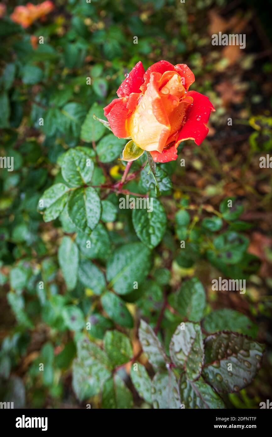 Detail of natural garden rose with raindrops on an autumn day. Stock Photo