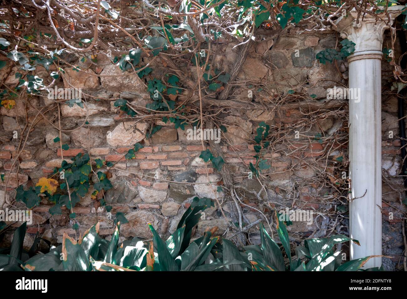 Different plants and vines climbing an old stone and brick wall with an ancient column on one side. Stock Photo