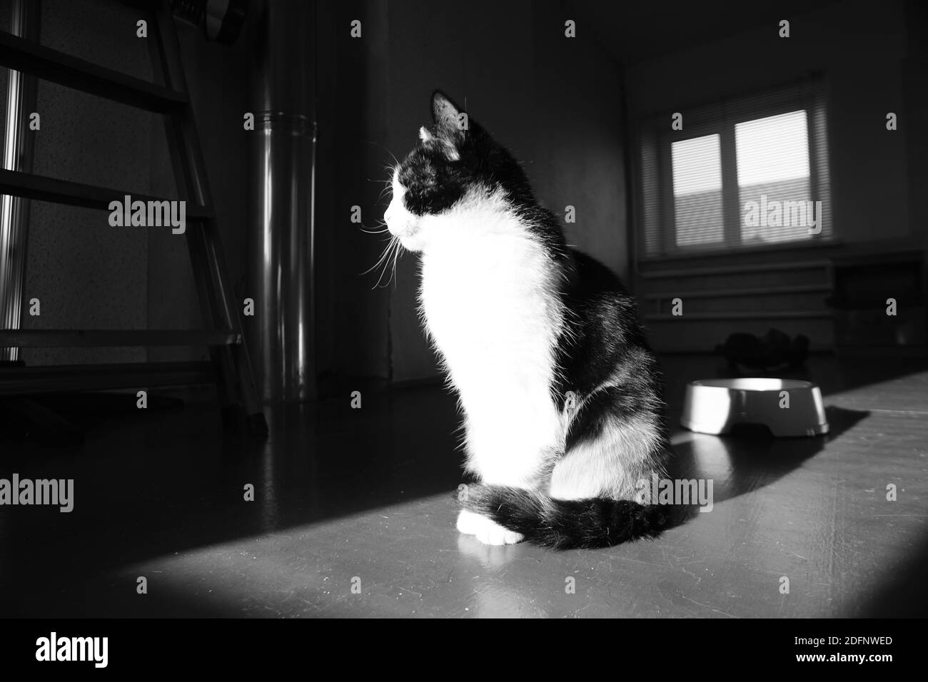 Cat sitting in dark room with light and shadows. BW photo Stock Photo