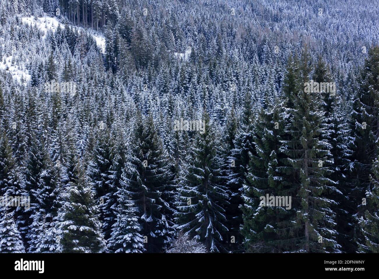 Coniferous forest on a mountain slope with European spruce (Picea abies) and silver fir (Abies alba) in the Austrian alps (Wagrain, Salzburg county) Stock Photo