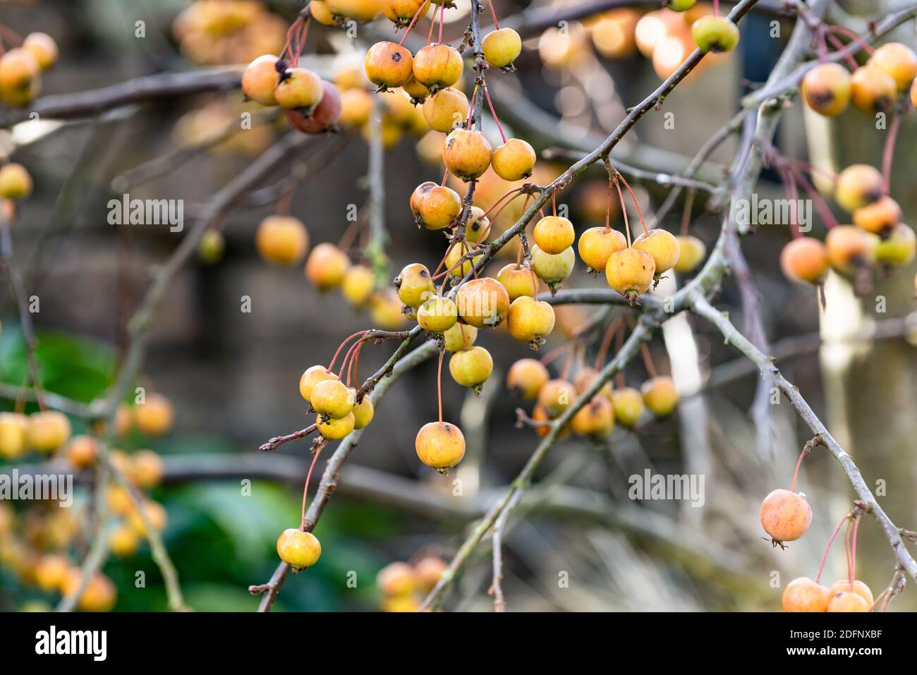 Crab apples on the tree, Malus 'Evereste' Stock Photo Alamy