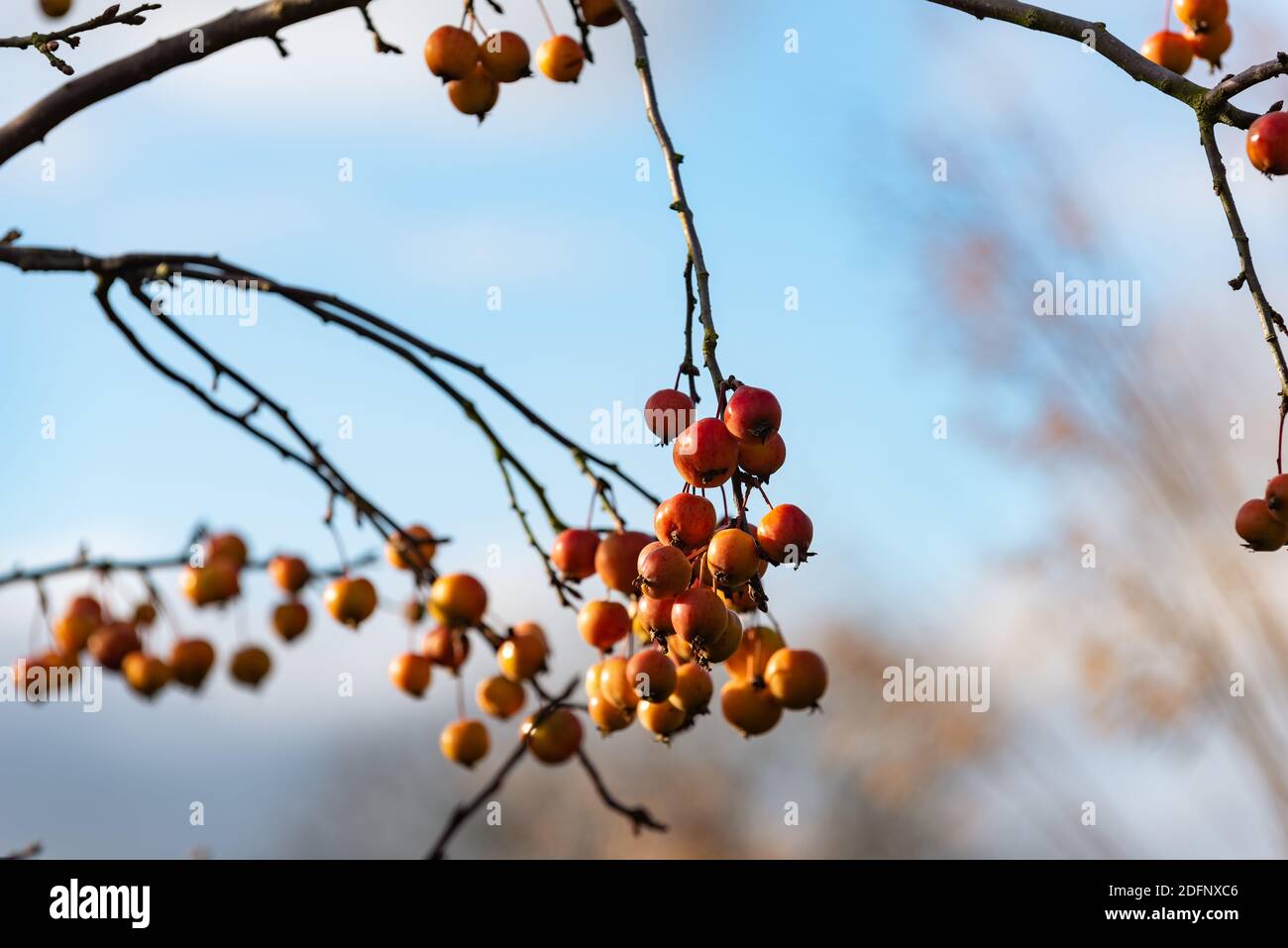Crab apple tree malus evereste hires stock photography and images Alamy