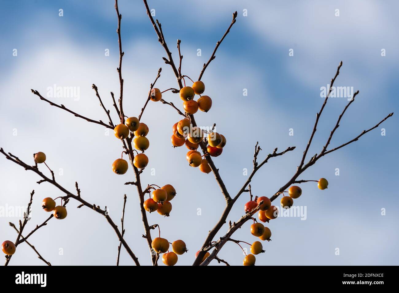 Crab apples on the tree, Malus 'Evereste' Stock Photo Alamy
